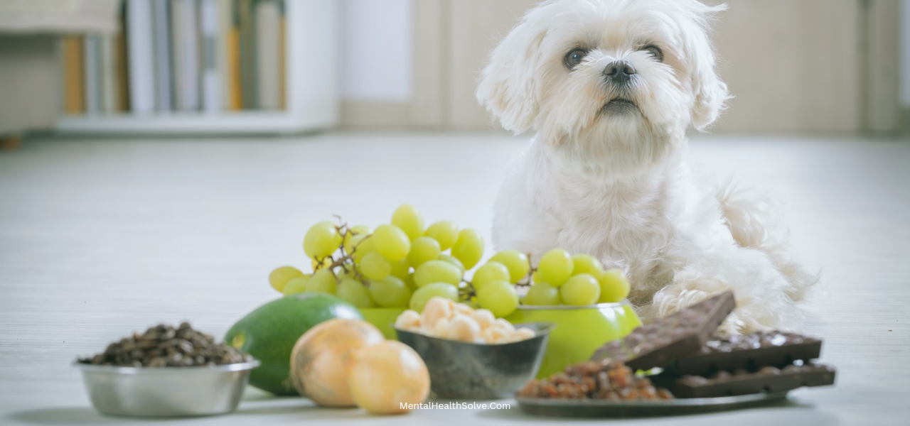 bland-diet-for-dogs